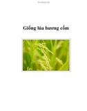 Giống lúa hương cốm