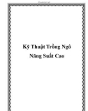 Kỹ Thuật Trồng Ngô Năng Suất Cao