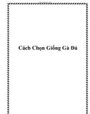 Cách Chọn Giống Gà Đá