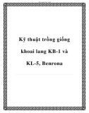 Kỹ thuật trồng giống khoai lang KB-1 và KL-5, Benrona