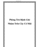 Phòng Trừ Bệnh Ghẻ Nhám Trên Cây Có Múi