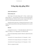 Trồng bắp nếp giống MX4