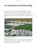 Kỹ thuật nuôi vịt đẻ chạy đồng