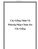 Các Giống Nhãn Và Phương Pháp Chăm Sóc Cây Giống