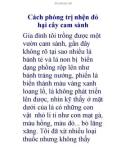 Cách phòng trị nhện đỏ hại cây cam sành