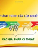 Hành trình cây lúa khỏe