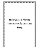 Hiệu Quả Từ Phương Thức Gieo Cấy Lúa Theo Hàng