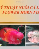 KỸ THUẬT NUÔI CÁ LA HÁN (FLOWER HORN FISH)