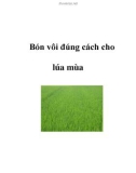 Bón vôi đúng cách cho lúa mùa