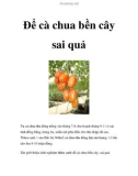 Để cà chua bền cây sai quả