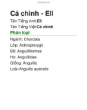 Cá chình - Ell