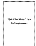 Bệnh Viêm Khớp Ở Lợn Do Streptococcus