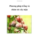 Phương pháp trồng và chăm sóc cây mận