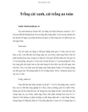 Trồng cải xanh, cải trắng an toàn