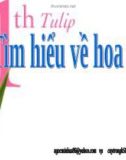 TÌM HIỂU VỀ HOA TULIP