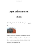 Bệnh thối quả chôm chôm