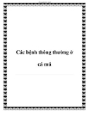 Các bệnh thông thường ở cá mú