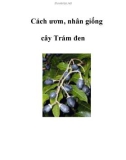 Cách ươm, nhân giống cây Trám đen