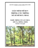 Giáo trình Trồng cây Thông - MĐ03: Trồng cây lấy nhựa Sơn ta, Thông, Trôm