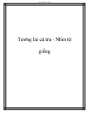 Tương lai cá tra - Nhìn từ giống