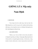 GIỐNG LÚA Nếp mây Nam Định