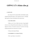 GIỐNG LÚA Kháu cẩm pị