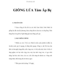 GIỐNG LÚA Tám Ấp Bẹ