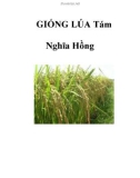 GIỐNG LÚA Tám Nghĩa Hồng