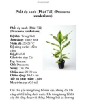 Phất dụ xanh (Phát Tài) (Dracaena sanderiana)