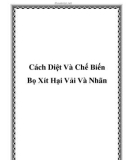 Cách Diệt Và Chế Biến Bọ Xít Hại Vải Và Nhãn