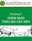 Bài giảng Chương 9: Chăn nuôi trâu bò cày kéo