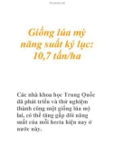 Giống lúa mỳ năng suất kỷ lục: 10,7 tấn/ha