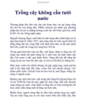 Trồng cây không cần tưới nước