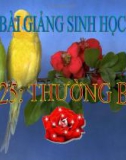 Bài giảng Sinh học 9 bài 25: Thường biến