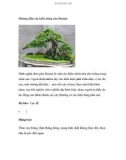 Hướng dẫn các kiểu dáng của Bonsai