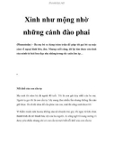 Xinh như mộng nhờ những cánh đào phai