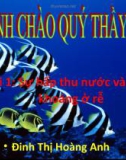 Bài giảng Sinh học 11 - Bài 1: Sự hấp thu nước và muối khoáng ở rễ (Đinh Thị Hoàng Anh)