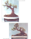 Nghệ thuật Bonsai, cây cảnh part 2