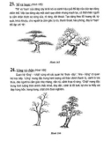 Nghệ thuật Bonsai, cây cảnh part 7