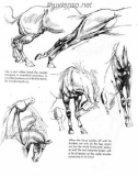 The Art Of Animal Drawing - Phần 2