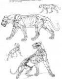 The Art Of Animal Drawing - Phần 3