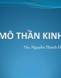 Bài giảng Mô thần kinh - ThS. Nguyễn Thanh Hoa