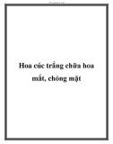 Hoa cúc trắng chữa hoa mắt, chóng mặt