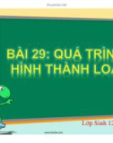 Bài giảng Sinh học lớp 12 bài 29: Quá trình hình thành loài