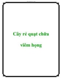 Cây rẻ quạt chữa viêm họng