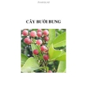 CÂY BƯỞI BUNG