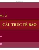 Cấu trúc tế bào