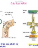 Cơ chế tổng hợp ADN