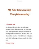 Hệ tiêu hoá của lớp Thú (Mammalia)