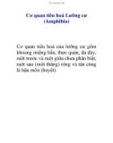 Cơ quan tiêu hoá Lưỡng cư (Amphibia)